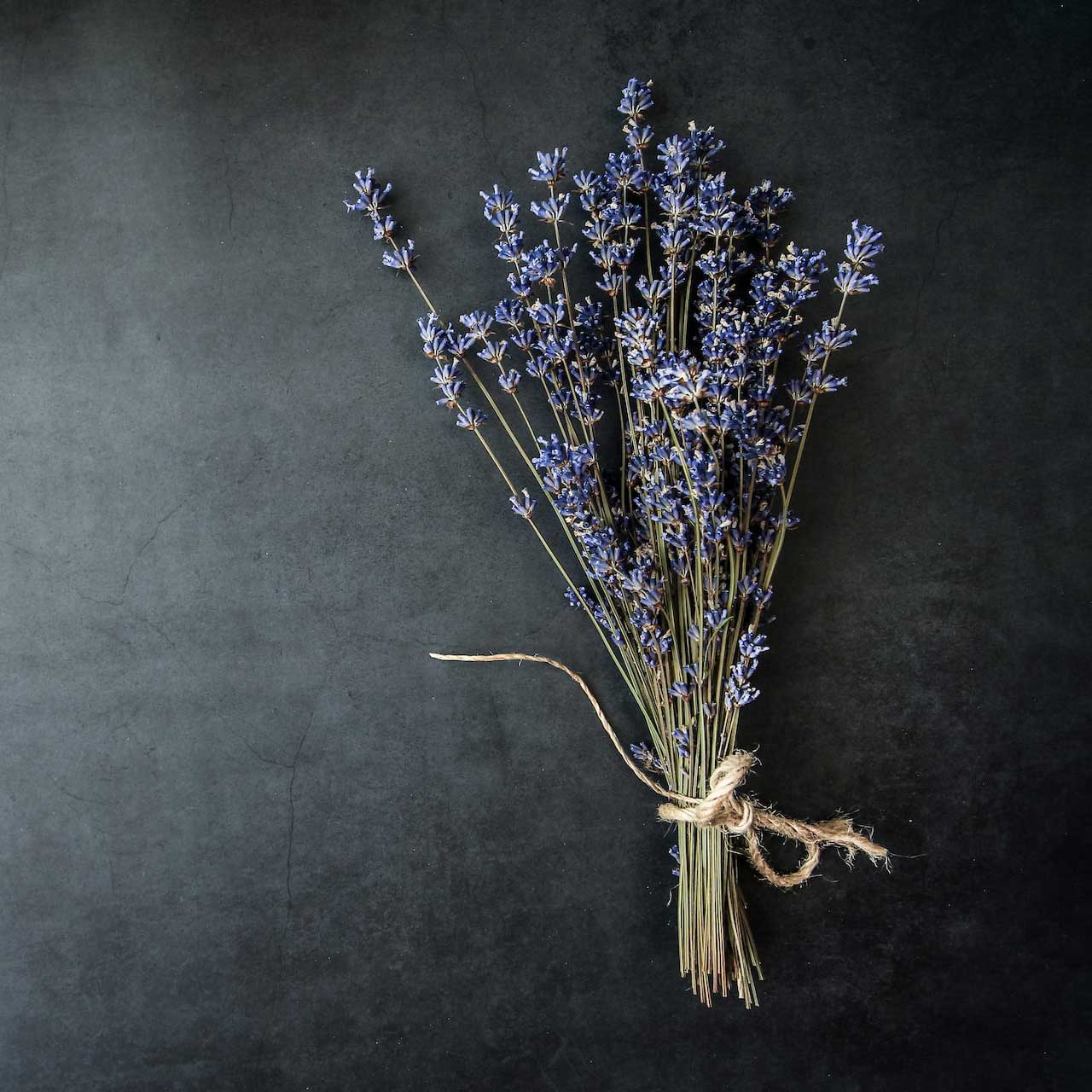 lavender_square