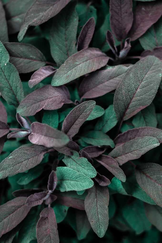 Dried Salvia Apiana