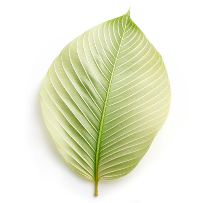 White Leaf