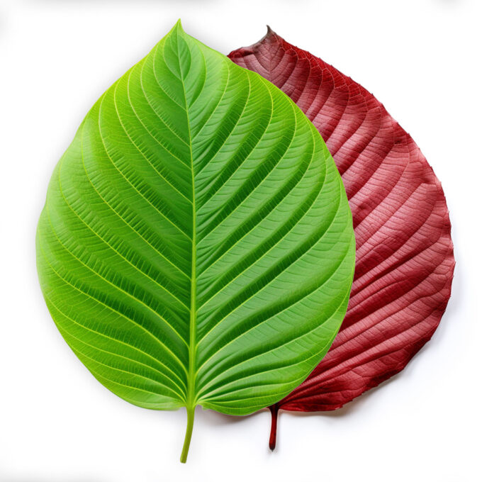 Leaf Blend R70G30