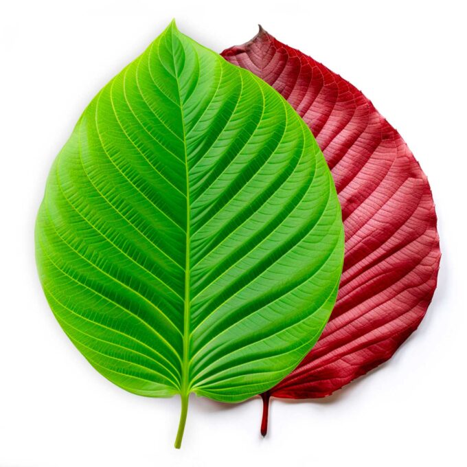 Leaf Blend R50G50